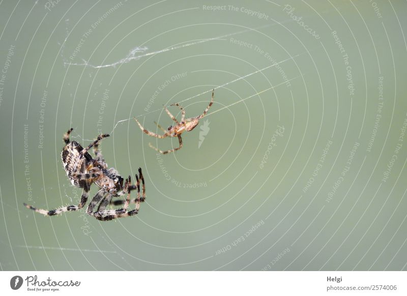 Brautwerbung der Kreuzspinne Umwelt Natur Tier Herbst Schönes Wetter Park Wildtier Spinne 2 Tierpaar hängen authentisch außergewöhnlich Zusammensein einzigartig