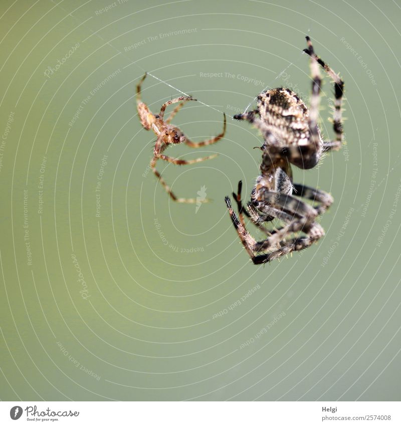 Annäherung ... Umwelt Natur Tier Herbst Schönes Wetter Park Spinne Spinnennetz 2 Tierpaar festhalten hängen authentisch außergewöhnlich einzigartig klein