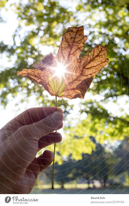 Herbstblatt mit Sonnenstrahlen Hand Natur Sonnenlicht Schönes Wetter Baum Blatt natürlich schön Wärme braun gelb grün orange genießen Herbstlaub herbstlich