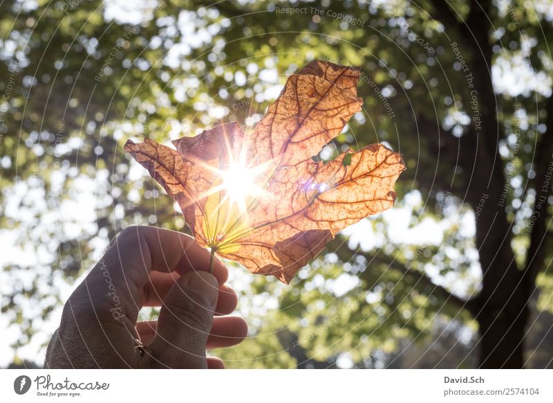 Herbstblatt mit Sonnenstrahlen Hand Natur Sonnenlicht Schönes Wetter Baum Blatt natürlich schön Wärme braun gelb grün orange genießen Herbstlaub herbstlich
