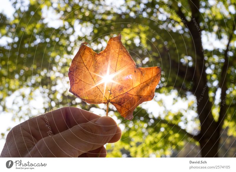 Herbstblatt mit Sonnenstrahlen Hand Natur Sonnenlicht Schönes Wetter Baum Blatt natürlich schön Wärme braun gelb grün orange genießen Herbstlaub Herbstfärbung