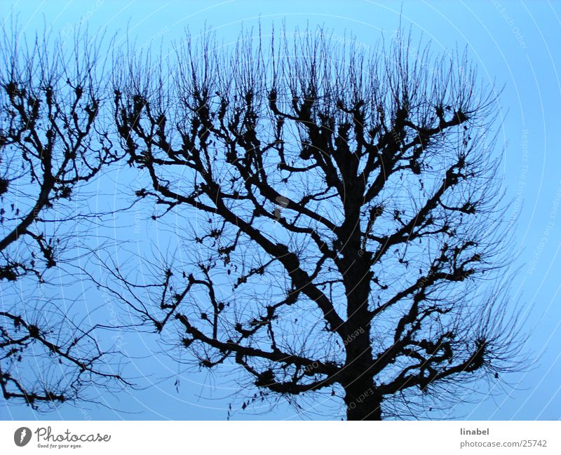 Blaue Symphonie Herbst Baum Himmel blau Kontrast Silouette