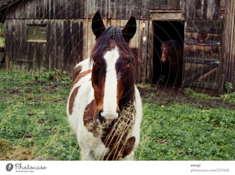 zu zweit allein Nutztier Pferd 2 Tier Tierpaar natürlich Hütte Stall Farbfoto Außenaufnahme Tag Tierporträt Vorderansicht Blick Blick in die Kamera