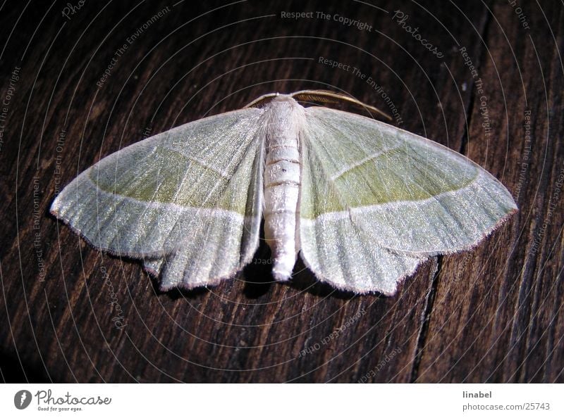 Seidiges Geschöpf Motte Insekt Seide glänzend Schmetterling Nachtschwärmer Makroaufnahme