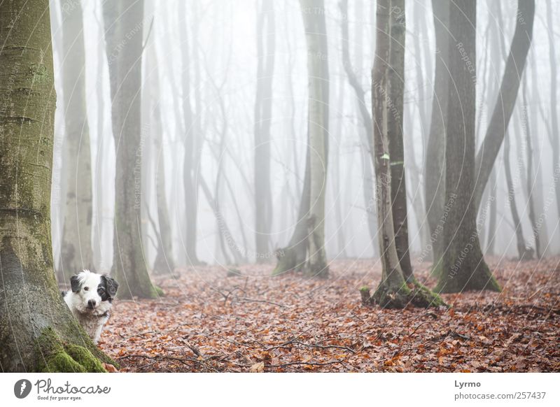 wer da? Freizeit & Hobby Natur Landschaft Winter Nebel Wald Tier Haustier Hund Tiergesicht 1 beobachten Blick stehen ästhetisch rot Stimmung Neugier Interesse