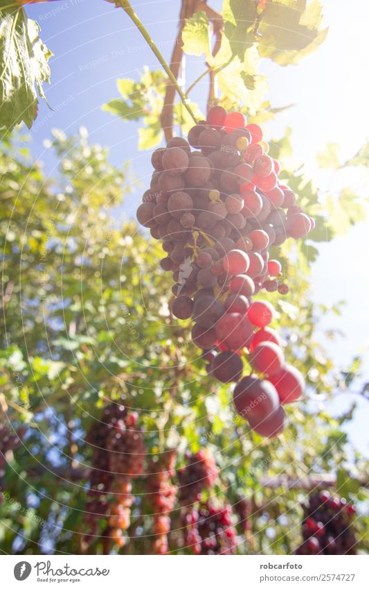 Trauben auf dem Feld Frucht Sommer Sonne Natur Landschaft Herbst Wachstum frisch grün rot schwarz Weinberg Ernte Weintrauben Weingut Napa Tal Hintergrund