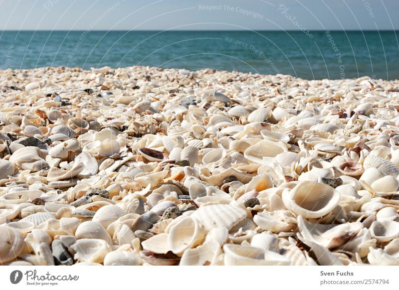 Muschelschalen auf dem Strand Ferien & Urlaub & Reisen Sommer Meer Natur Sand Wasser Küste maritim nass blau türkis weiß Gefühle Florida Amerika usa