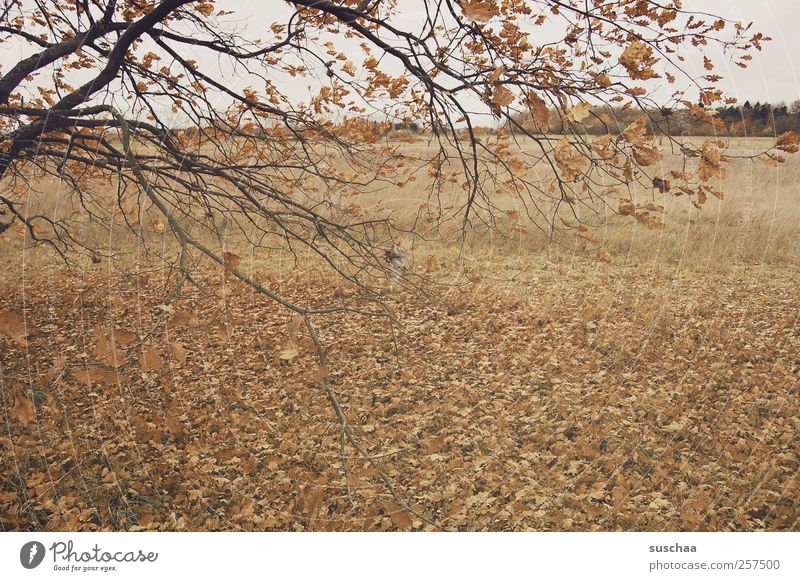 trist Umwelt Natur Herbst Klima Klimawandel Wetter Feld trocken braun Wandel & Veränderung Jahreszeit Baum Ast Blatt Laub dunkel Farbfoto Gedeckte Farben