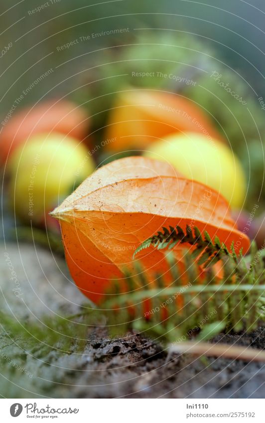 Physalis Natur Pflanze Herbst Blüte Garten gelb grau grün orange Dekoration & Verzierung herbstlich Lampionblume Blütenstauden Farnblatt leuchten Farbfoto