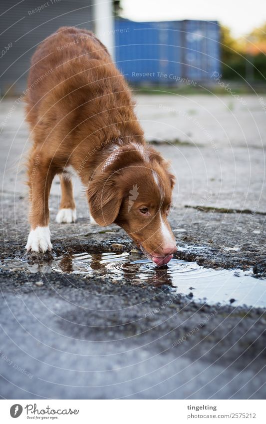 Leben macht durstig Tier Haustier Hund Stein Beton trinken anstrengen Nova Scotia Duck Tolling Retriever Pfütze Stadt Gedeckte Farben Außenaufnahme