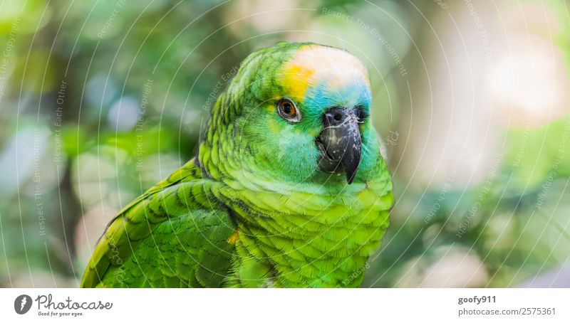 Amazonas Papagei elegant Ferien & Urlaub & Reisen Tourismus Ausflug Abenteuer Ferne Safari Expedition Tier Wildtier Vogel Tiergesicht Flügel Fell Zoo