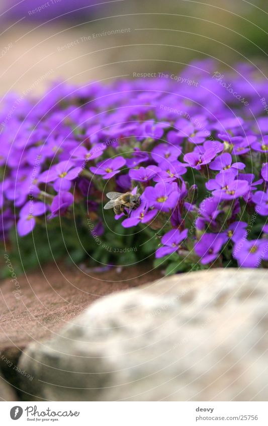 Gartenblau Blume Biene Berg-Steinkraut Blüte klein Mauer Natur