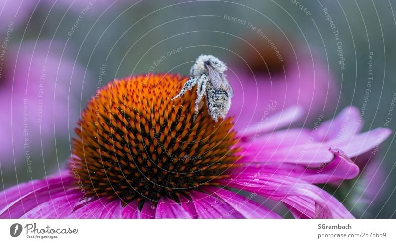 Bestäubte Biene auf einem rosa Sonnenhut / Echinacea Umwelt Natur Pflanze Tier Frühling Sommer Klima Blume Blüte Garten Park Wildtier Gesundheit nachhaltig
