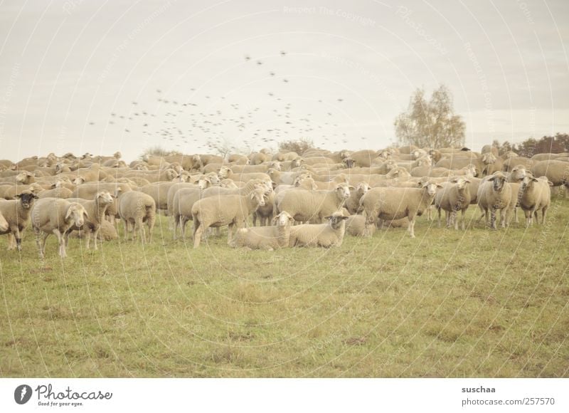 pfälzer schafe Tier Nutztier Fell Tiergruppe Zusammenhalt Schafe Schafherde stehen liegen Blick Wiese Weide Landwirtschaft Wolle Landschaft Natur Vogel Schwarm