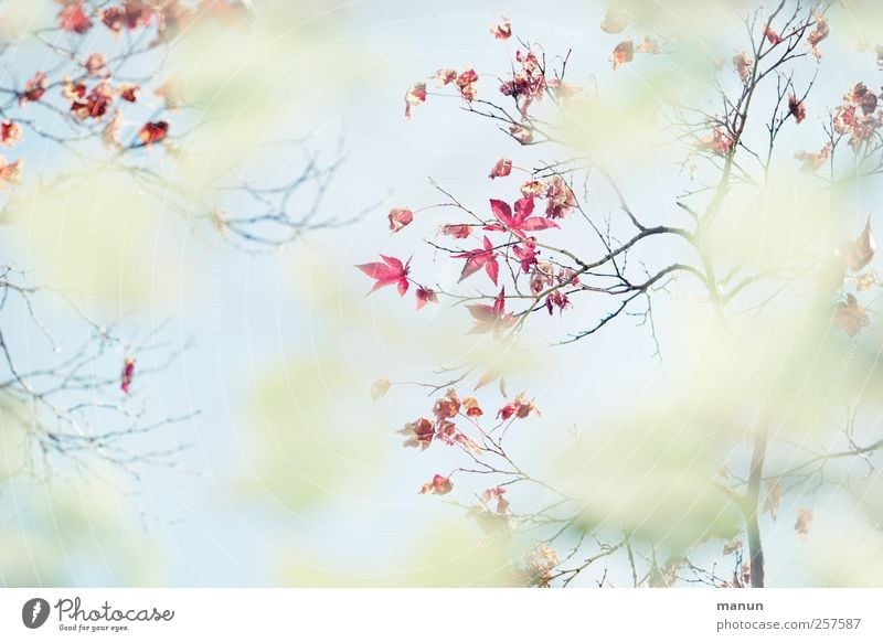 Blattspitzen Natur Frühling Herbst Zweige u. Äste Ahorn Ahornzweig Ahornblatt authentisch außergewöhnlich hell natürlich Farbfoto Außenaufnahme Menschenleer