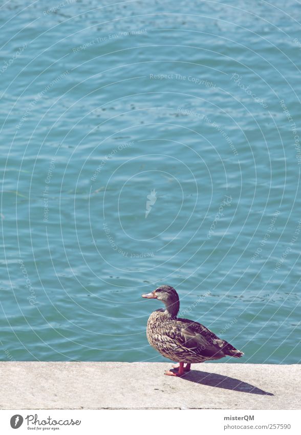 nak! Tier Wildtier Vogel 1 ästhetisch Ente Entenvögel Sommer gefiedert Wellen Meer Mittelmeer Schnabel Langeweile Alltagsfotografie See füttern Hafen watscheln