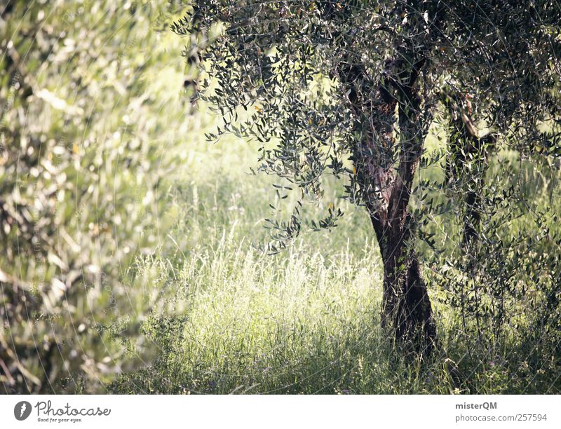 From the Gardens of Heaven. Umwelt Natur Landschaft Pflanze Oliven Olivenbaum Olivenhain Olivenblatt Olivenernte Baum mediterran grün ruhig abgelegen Italien