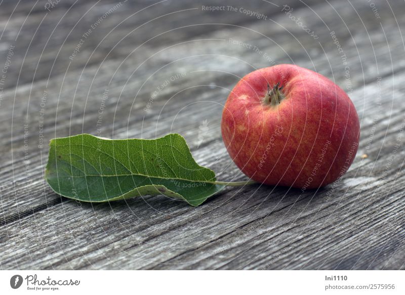 Apfel mit Blatt II Lebensmittel Natur Pflanze Herbst gelb grau grün orange rot weiß Apfelbaumblatt Apfelernte Herbstbeginn herbstlich lecker Bioprodukte