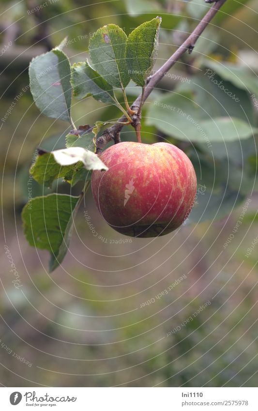 Apfel Lebensmittel Frucht Ernährung Bioprodukte Natur Pflanze Herbst Baum Blatt Nutzpflanze Garten braun gelb grau grün violett rot weiß Gesunde Ernährung