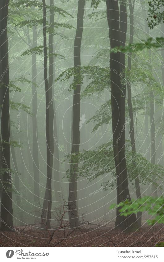 Sommernebel ruhig Meditation Natur Landschaft Pflanze Erde Wetter schlechtes Wetter Nebel Baum Wald ästhetisch dunkel gruselig kalt braun grün Vorsicht