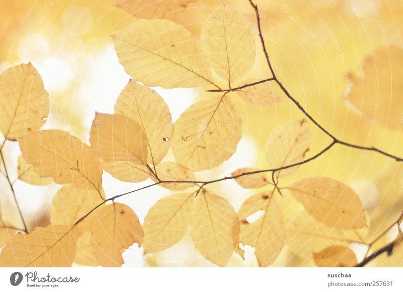 herbstblätter III Umwelt Natur Herbst Klima schön gelb Blatt Äste Blattadern soft hell Farbfoto Gedeckte Farben Außenaufnahme Muster Menschenleer Tag