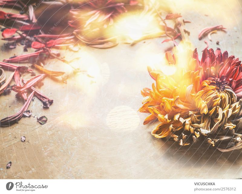 Herbst Blumen auf dem Tisch Stil Design Sommer Dekoration & Verzierung Natur Pflanze Blumenstrauß rosa Hintergrundbild altehrwürdig Stillleben Sonnenstrahlen