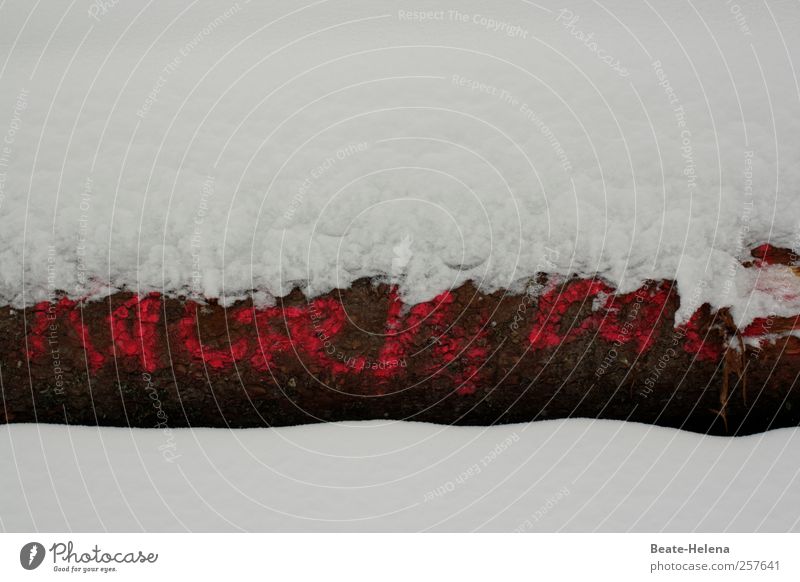 Unterkühlte Mitteilung Umwelt Natur Winter Eis Frost Schnee Baum Holz Ziffern & Zahlen braun rot weiß Gefühle Information Redewendung Buchstaben Schneefall