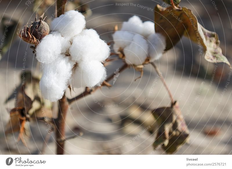 Faserbaumwolle auf einem Feld in voller Ernte, nahe Charkilik, China. Natur Landschaft Pflanze Blatt Stoff Ferien & Urlaub & Reisen Wachstum authentisch weiß