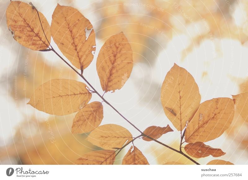 herbstblätter IV Umwelt Natur Luft Herbst Klima gold Blatt Blattadern Stengel Farbfoto Gedeckte Farben Außenaufnahme Menschenleer Hintergrund neutral Tag