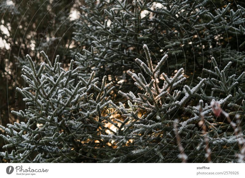 Weihnachtsbaum Natur Pflanze Baum kalt kuschlig Weihnachten & Advent Tanne Gegenlicht Winter Raureif Farbfoto Außenaufnahme Morgendämmerung Sonnenlicht