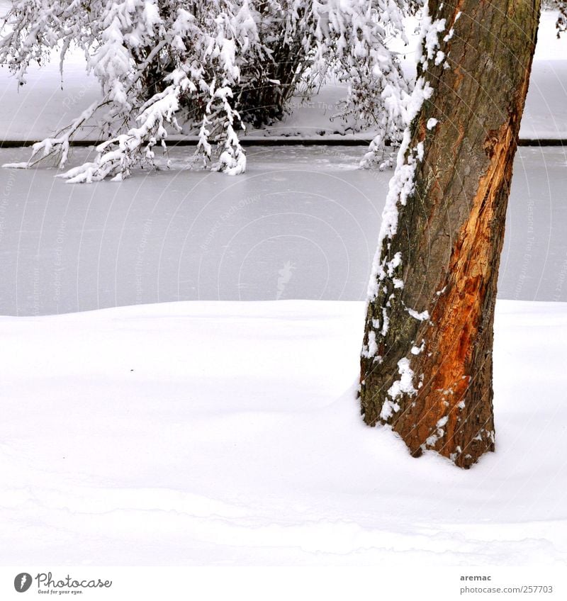 grauer Stamm Natur Landschaft Pflanze Winter Eis Frost Schnee Baum Flussufer Bach ruhig Farbfoto Außenaufnahme Menschenleer Tag