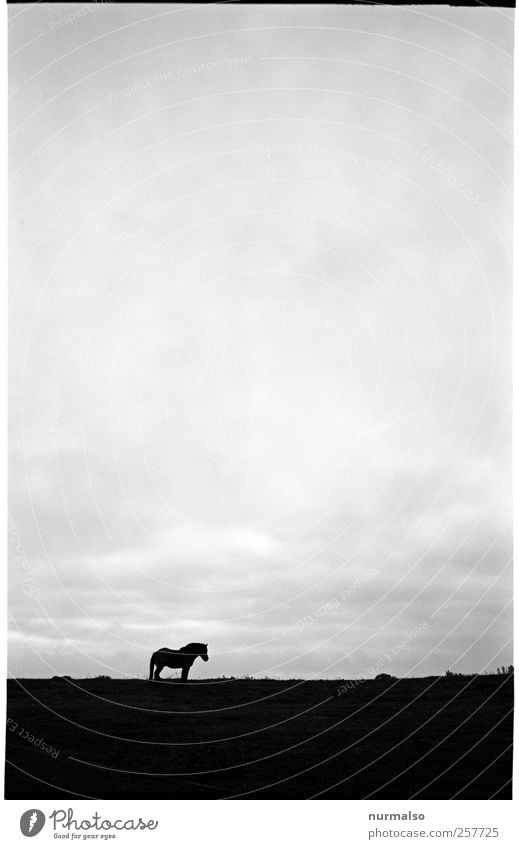 Pferd Freizeit & Hobby Reiten Natur Landschaft Himmel Horizont Herbst Wiese Tier 1 Zeichen Erholung dunkel natürlich friedlich ruhig Trägheit Zufriedenheit