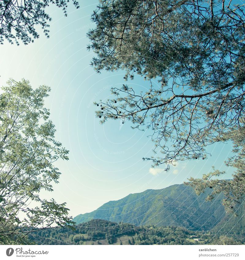 Horizont Umwelt Natur Landschaft Wald Hügel blau grün Geäst Himmel himmelblau Zweig Baum Italien Pinie Farbfoto Außenaufnahme Menschenleer Tag