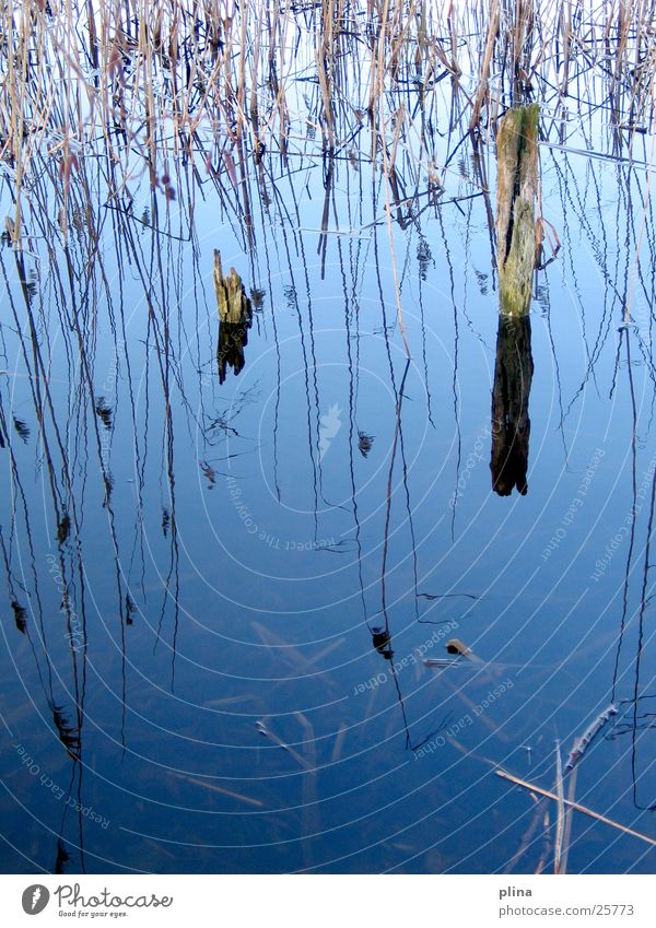 spiegelschilf See Schilfrohr Winter Wasser Küste blau
