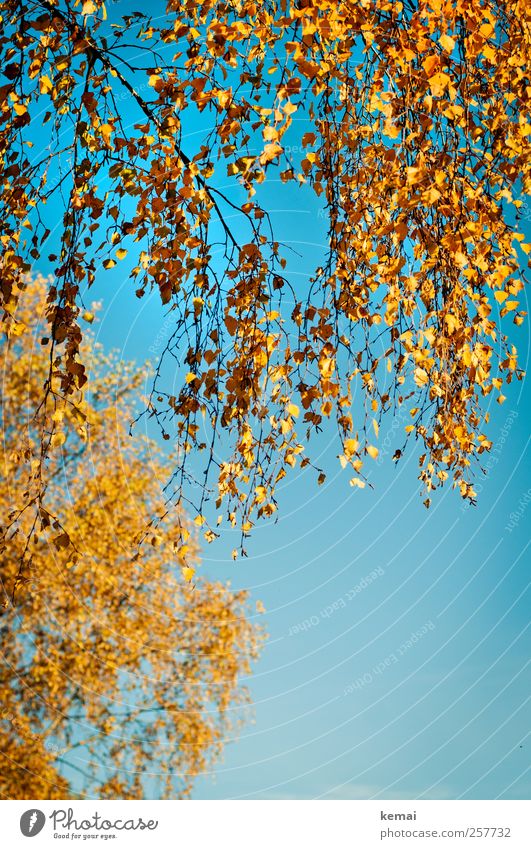 Birkenblätter Umwelt Natur Pflanze Wolkenloser Himmel Sonnenlicht Herbst Schönes Wetter Baum Blatt Zweig Ast hängen leuchten Wachstum blau gelb gold orange