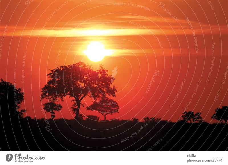 Africa Sunset Sonne Sonnenuntergang Baum