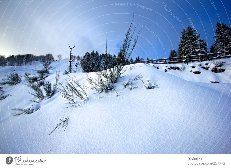 kleiner Hügel Umwelt Natur Landschaft Himmel Schönes Wetter Schnee Sträucher Tanne Berge u. Gebirge hell kalt blau schwarz weiß Klima Zaun Farbfoto