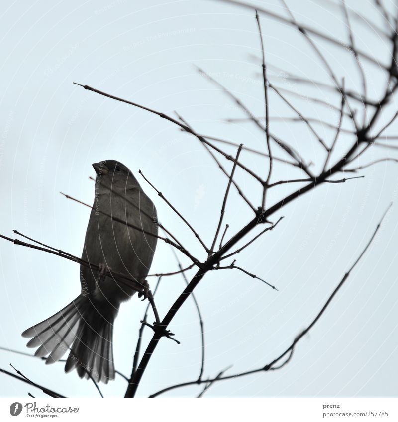 schwungvoll Umwelt Natur Tier Sträucher Wildtier Vogel 1 sitzen blau grau Spatz Feder Zweig Farbfoto Außenaufnahme Textfreiraum oben Morgen
