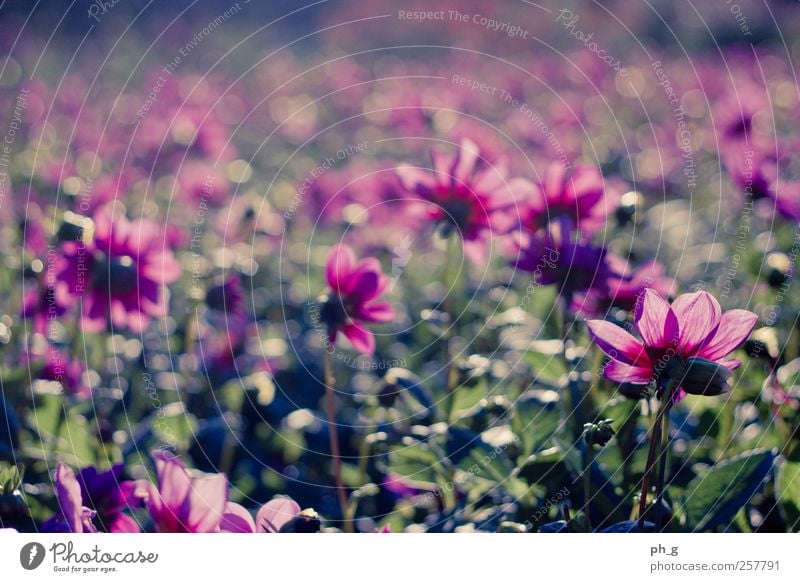 Bokeh-Felder Natur Pflanze Sommer Schönes Wetter Blume Blüte Dahlien Park ästhetisch Glück hell schön Kitsch natürlich positiv mehrfarbig grün rosa Stimmung