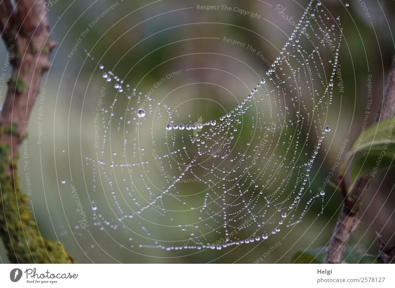 Perlenschmuck Umwelt Natur Wassertropfen Herbst Nebel Pflanze Wildpflanze Ast Park Spinnennetz festhalten hängen einzigartig nass natürlich braun grau grün weiß