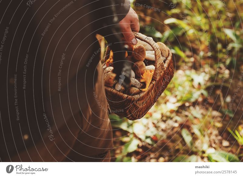 Sammeln von Waldpilzen im Herbstwald Vegetarische Ernährung Lifestyle Jagd Sommer Natur Blatt frisch natürlich wild braun erkunden Pilz Jahreszeiten essbar