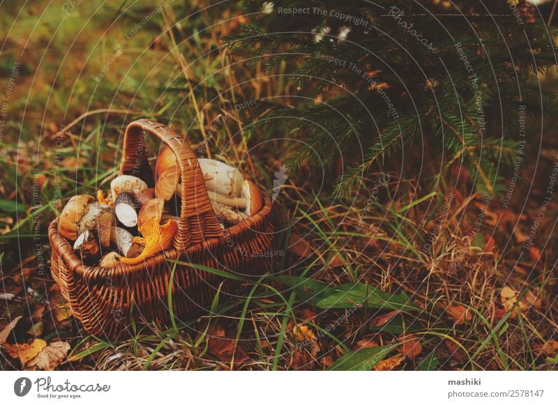Sammeln von Waldpilzen im Herbstwald Vegetarische Ernährung Lifestyle Jagd Sommer Natur Blatt frisch natürlich wild braun erkunden Lebensmittel Kommissionierung