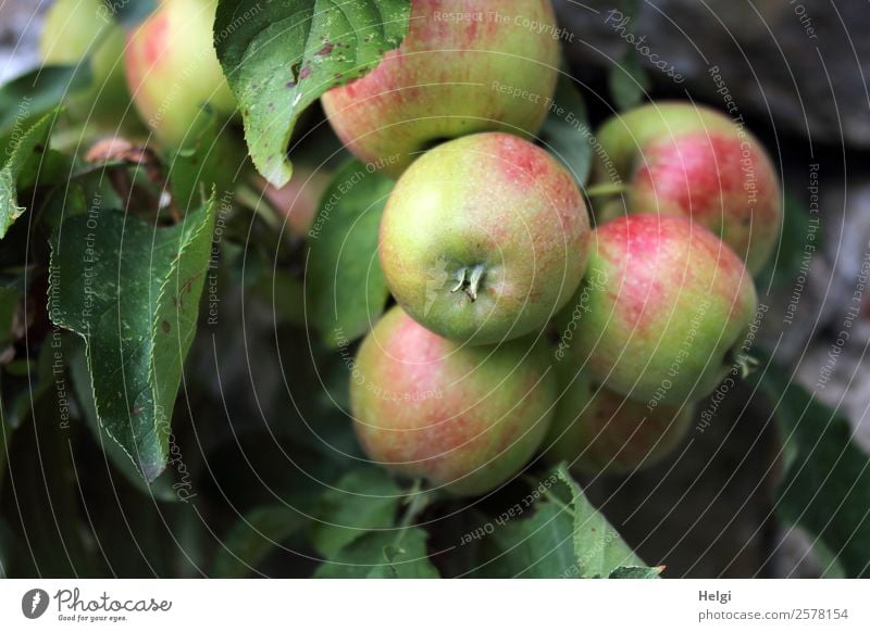 Bio-Äpfel Lebensmittel Frucht Apfel Ernährung Bioprodukte Vegetarische Ernährung Diät Umwelt Natur Pflanze Herbst Baum Blatt Nutzpflanze Apfelbaum Garten