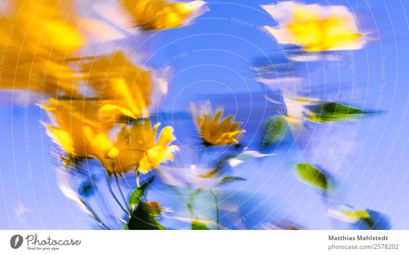 Tanz der Blumen Umwelt Natur Pflanze Himmel Blüte topinambur Bewegung Blühend Fröhlichkeit blau gelb Frühlingsgefühle schön Leben Energie Farbe Lebensfreude