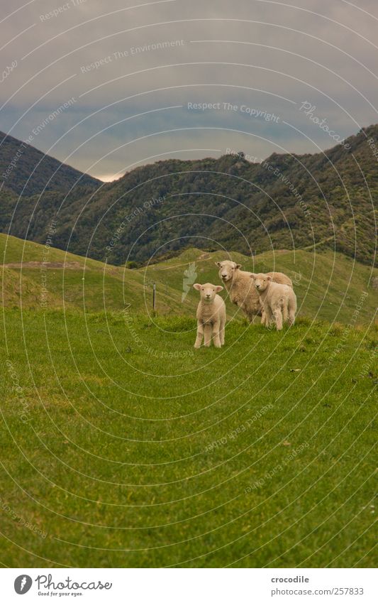 New Zealand 182 Umwelt Natur Landschaft Wetter Gras Urwald Alpen Berge u. Gebirge Tier Nutztier Schaf Lamm 3 Herde Tierjunges Tierfamilie beobachten