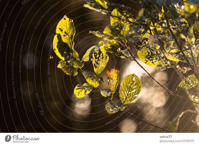 Blätter im Gegenlicht Natur Pflanze Sonne Herbst Baum Sträucher Blatt Zweige u. Äste Park Wald leuchten Lichtspiel Farbfoto Außenaufnahme Strukturen & Formen