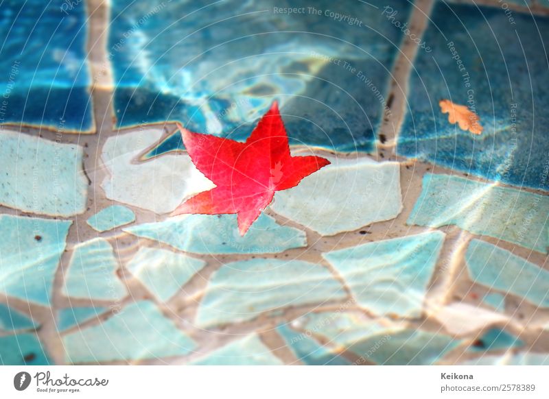 Red sweetgum leaf in blue pool. Umwelt Natur Herbst Wetter Park Wellen Teich Stadt Wasser nass blau rot türkis Romantik Vorsicht Gelassenheit ruhig Schwimmbad
