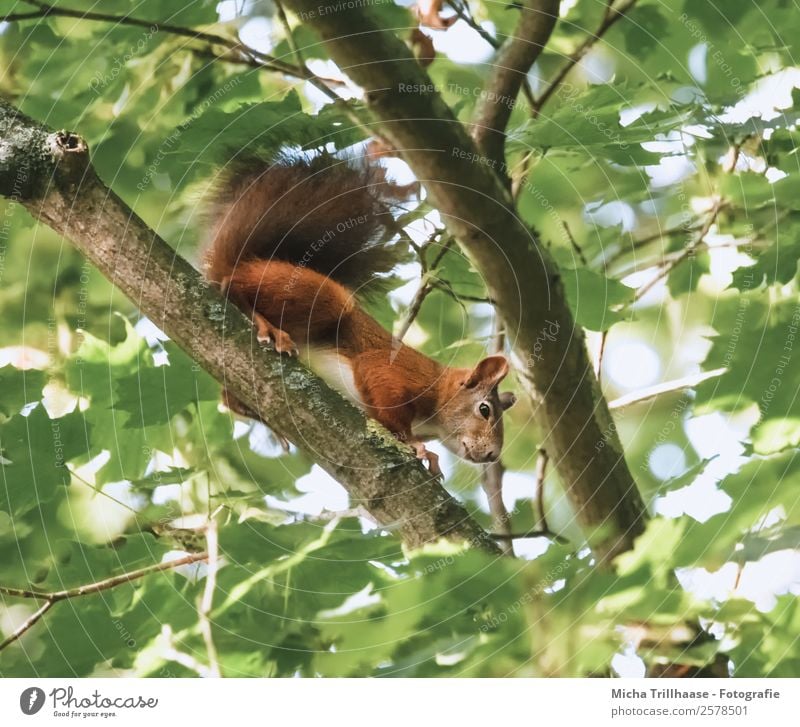 Neugieriges Eichhörnchen im Baum Natur Tier Sonnenlicht Schönes Wetter Blatt Wald Wildtier Tiergesicht Fell Krallen Pfote Nagetiere Schwanz 1 beobachten