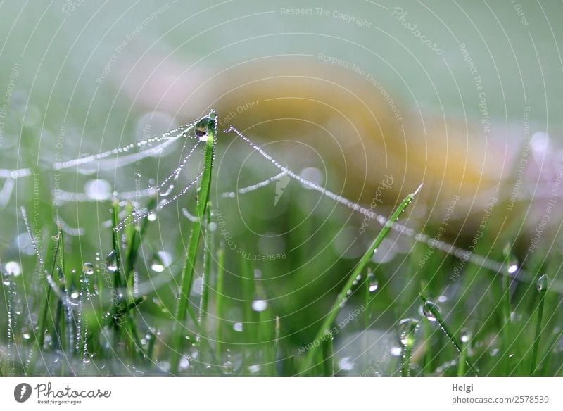 am seidenen Faden Umwelt Natur Pflanze Wassertropfen Herbst Gras Garten Spinngewebe glänzend hängen stehen authentisch außergewöhnlich einzigartig kalt klein