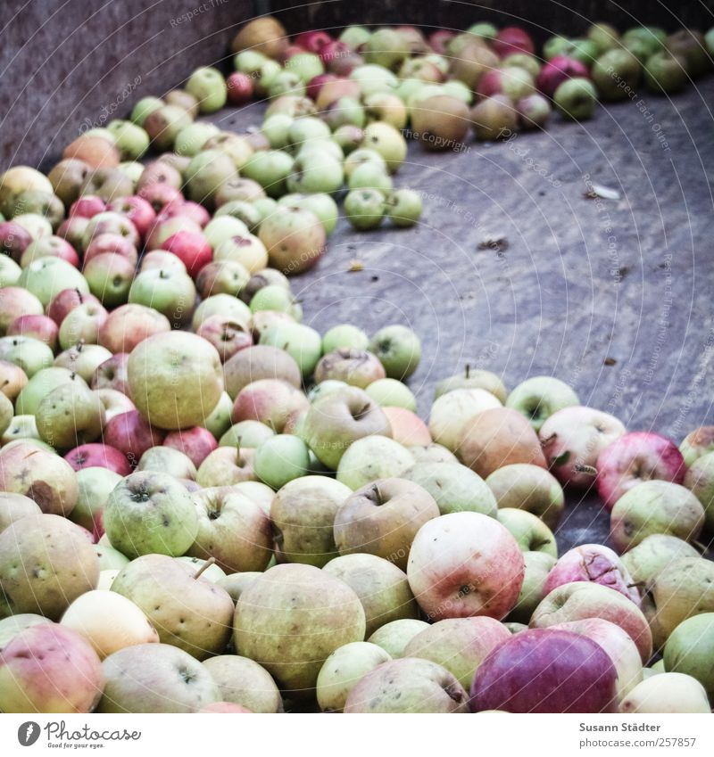 Chamansülz | äbbel Lebensmittel Frucht Apfel Bioprodukte Vegetarische Ernährung Fingerfood Zufriedenheit frisch Ernte Anhänger sommerlich saftig Natur